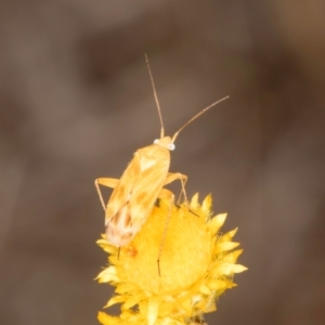 Miridae (family) at Latham, ACT - 10 Jan 2024