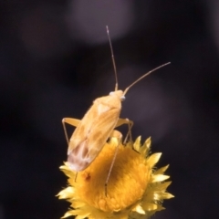 Miridae (family) at Latham, ACT - 10 Jan 2024