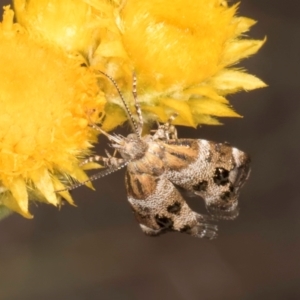 Tebenna micalis at Blue Devil Grassland, Umbagong Park (BDG) - 10 Jan 2024