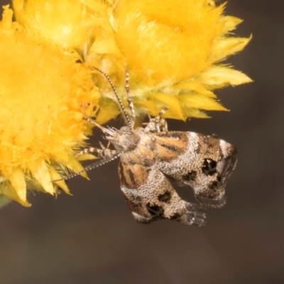 Tebenna micalis (Small Thistle Moth) at Blue Devil Grassland, Umbagong Park (BDG) - 10 Jan 2024 by kasiaaus