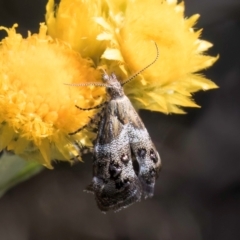 Tebenna micalis at Latham, ACT - 10 Jan 2024 05:24 PM