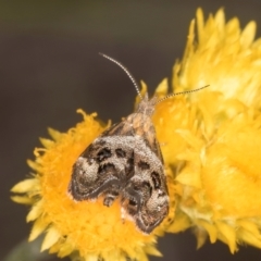 Tebenna micalis at Blue Devil Grassland, Umbagong Park (BDG) - 10 Jan 2024