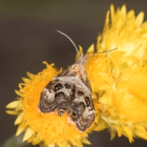 Tebenna micalis at Latham, ACT - 10 Jan 2024 05:24 PM