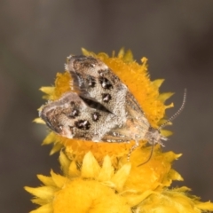 Tebenna micalis at Latham, ACT - 10 Jan 2024