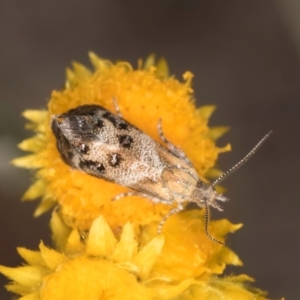 Tebenna micalis at Blue Devil Grassland, Umbagong Park (BDG) - 10 Jan 2024