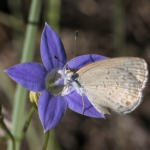 Zizina otis at Blue Devil Grassland, Umbagong Park (BDG) - 10 Jan 2024