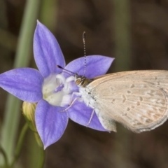 Zizina otis at Blue Devil Grassland, Umbagong Park (BDG) - 10 Jan 2024