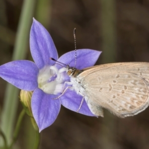 Zizina otis at Blue Devil Grassland, Umbagong Park (BDG) - 10 Jan 2024