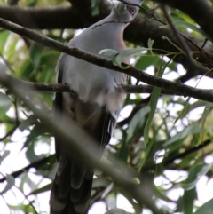 Ocyphaps lophotes at Tarago, NSW - 11 Jan 2024