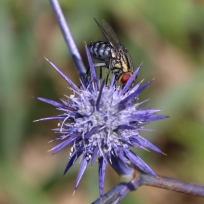 Oxysarcodexia varia (Striped Dung Fly) at Bungendore, NSW - 11 Jan 2024 by Csteele4