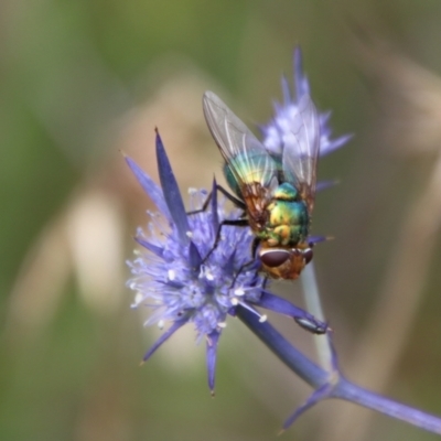 Rutilia (Chrysorutilia) sp. (genus & subgenus) (A Bristle Fly) at Turallo Nature Reserve - 11 Jan 2024 by Csteele4