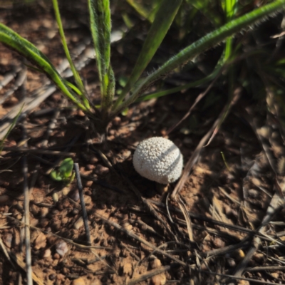Lycoperdon sp. (Puffball) at Bungendore, NSW - 11 Jan 2024 by Csteele4