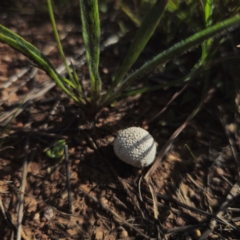 Lycoperdon sp. at Gidleigh TSR - 11 Jan 2024 05:40 PM