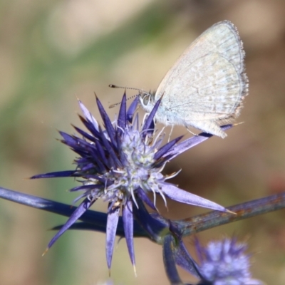 Zizina otis (Common Grass-Blue) at Bungendore, NSW - 11 Jan 2024 by Csteele4