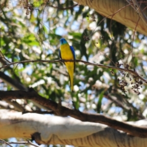 Neophema pulchella at Grenfell, NSW - suppressed