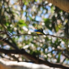 Neophema pulchella at Grenfell, NSW - suppressed