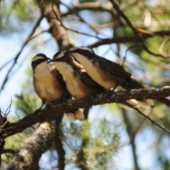 Pomatostomus superciliosus (White-browed Babbler) at Grenfell, NSW - 6 Jan 2024 by Harrisi