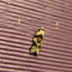 Oxythecta alternella (A Concealer moth) at Captains Flat, NSW - 11 Jan 2024 by Csteele4