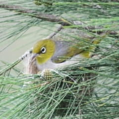 Zosterops lateralis (Silvereye) at Uriarra Village, ACT - 7 Jan 2024 by Harrisi