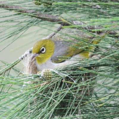 Zosterops lateralis (Silvereye) at Uriarra Village, ACT - 7 Jan 2024 by Harrisi