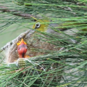 Zosterops lateralis at Lower Cotter Catchment - 7 Jan 2024 04:36 PM