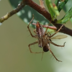 Oxyopes sp. (genus) (Lynx spider) at Deakin, ACT - 11 Jan 2024 by LisaH