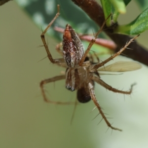 Oxyopes sp. (genus) at Red Hill to Yarralumla Creek - 11 Jan 2024