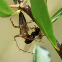 Oxyopes sp. (genus) at Red Hill to Yarralumla Creek - 11 Jan 2024