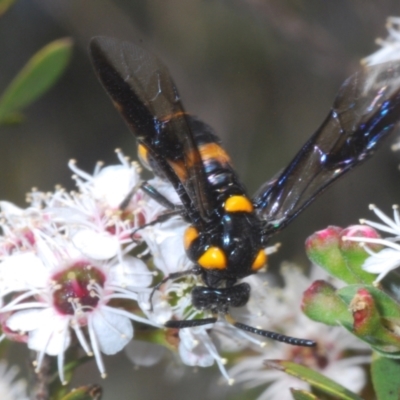 Pterygophorus cinctus (Bottlebrush sawfly) at Tinderry, NSW - 10 Jan 2024 by Harrisi