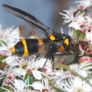 Pterygophorus cinctus at Tinderry, NSW - 10 Jan 2024