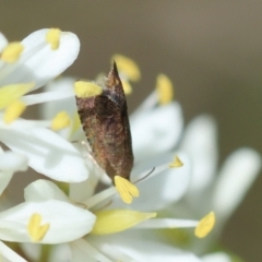 Grapholita molesta at Red Hill to Yarralumla Creek - 11 Jan 2024