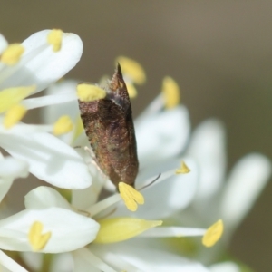 Grapholita molesta at Red Hill to Yarralumla Creek - 11 Jan 2024