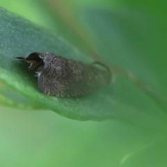 Grapholita molesta at Red Hill to Yarralumla Creek - 11 Jan 2024