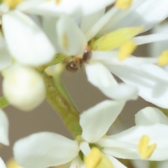 Formicidae (family) (Unidentified ant) at Hughes Grassy Woodland - 11 Jan 2024 by LisaH