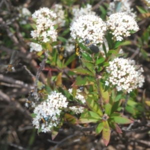 Platysace lanceolata at Tinderry Mountains - 10 Jan 2024