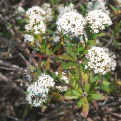 Platysace lanceolata (Shrubby Platysace) at Tinderry, NSW - 10 Jan 2024 by Harrisi