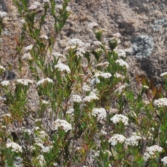 Platysace lanceolata at Tinderry Mountains - 10 Jan 2024