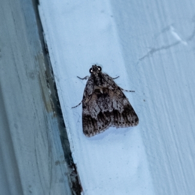 Spectrotrota fimbrialis (A Pyralid moth) at Penrose - 8 Jan 2024 by Aussiegall