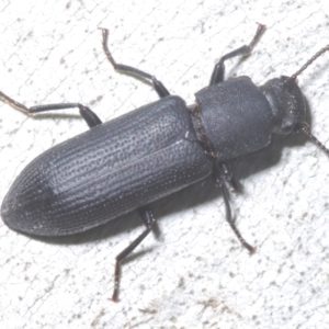 Toxicum sp. (genus) at Tinderry, NSW - 10 Jan 2024