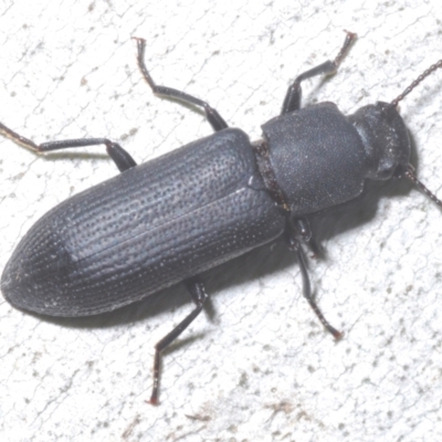 Toxicum sp. (genus) (Horned darkling beetle) at Tinderry, NSW - 10 Jan 2024 by Harrisi