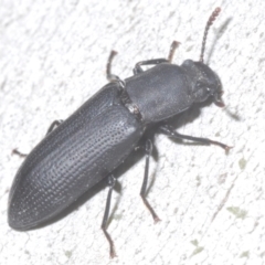 Toxicum sp. (genus) at Tinderry, NSW - 10 Jan 2024