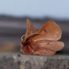 Anthela ferruginosa at Penrose - 8 Jan 2024 by Aussiegall