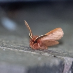 Anthela ferruginosa at Wingecarribee Local Government Area - suppressed