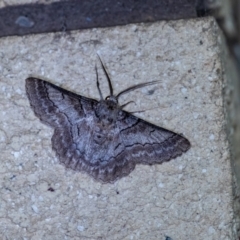 Hypobapta (genus) (A Geometer moth) at Penrose - 9 Jan 2024 by Aussiegall