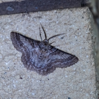 Hypobapta (genus) (A Geometer moth) at Penrose, NSW - 9 Jan 2024 by Aussiegall