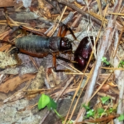 Anostostoma opacum (Giant King Cricket) at Wingecarribee Local Government Area - 10 Jan 2024 by Aussiegall