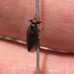 Inopus rubriceps (Sugarcane Soldier Fly) at Dry Plain, NSW - 11 Dec 2023 by AndyRoo