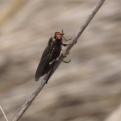 Inopus rubriceps at Top Hut TSR - 11 Dec 2023