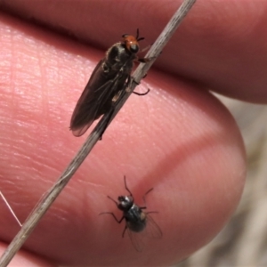 Muscidae (family) at Top Hut TSR - 11 Dec 2023