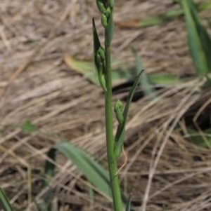 Arthropodium milleflorum at Top Hut TSR - 11 Dec 2023